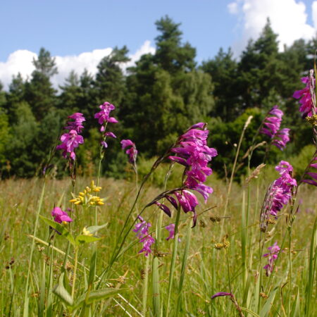 Gladiolenwiese Dauban mit blühenden Gladiolen