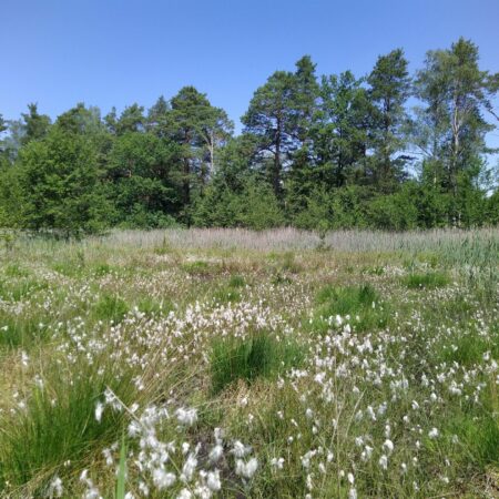 Der Obere Eichteich ist ein Moorstandort mit dem dafür charakteristischen Wollgras, der durch Schilfschnitt gefördert werden soll