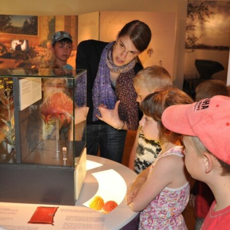 Senckenberg Museum für Naturkunde Görlitz