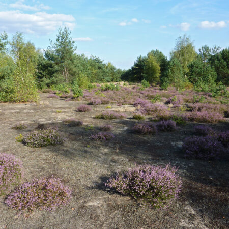 Partnerlogo von Sand, Wildnis und Menschen. Die Sandheiden der Oberlausitzer Heide- und Teichlandschaft.