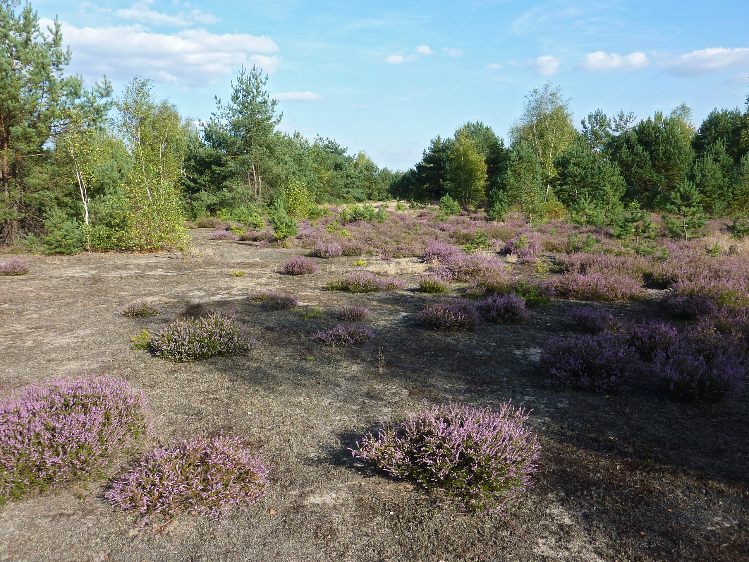 Sand, Wildnis und Menschen. Die Sandheiden der Oberlausitzer Heide- und Teichlandschaft. Partnerlogo von Sand, Wildnis und Menschen. Die Sandheiden der Oberlausitzer Heide- und Teichlandschaft.
