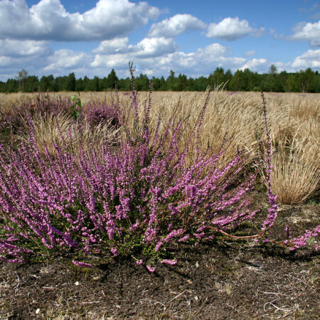 Blühendes Heidekraut
