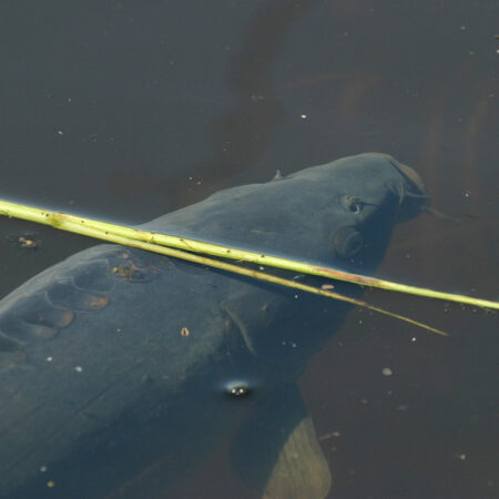 Spiegelkarpfen im Wasser