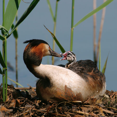Partnerlogo von Die Vogelwelt der Lausitz – Ornithologencamp