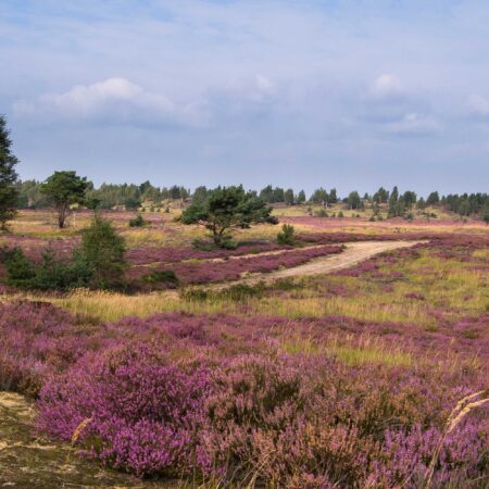 Partnerlogo von Fortbildung für Lehrende: Insektenvielfalt im Lebensraum Sandheide