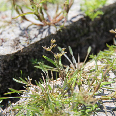 Coleanthus subtilis (Zartes Scheidenblütgras)