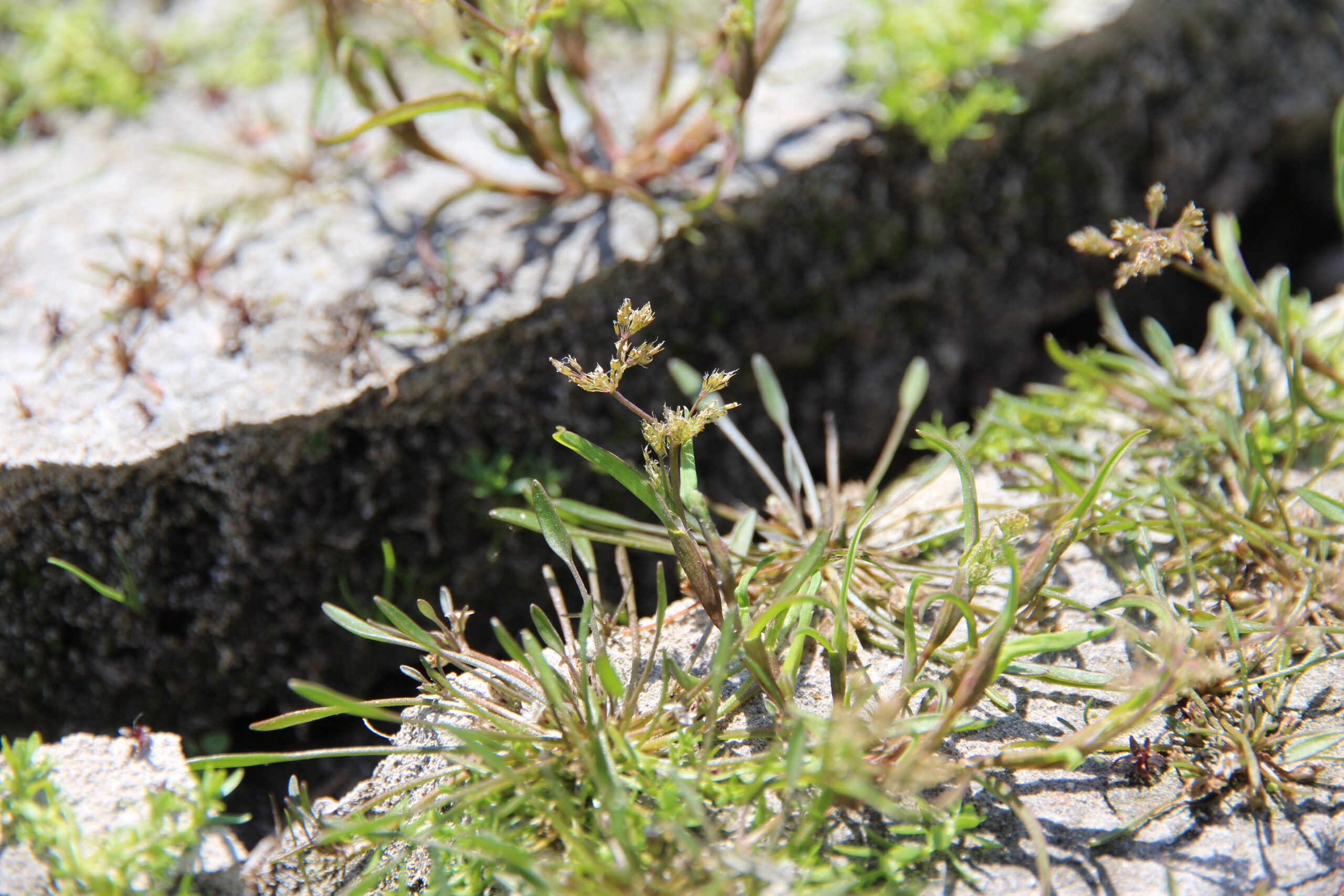 Coleanthus subtilis (Zartes Scheidenblütgras) 